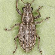 Sitona waterhousei (3.5–4.5 mm)