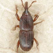 Sitophilus granarius (2.3–3.5 mm)