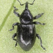 Smicronyx coecus (1.2–2.2 mm)