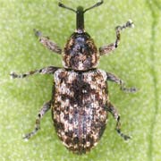 Smicronyx jungermanniae (1.8–2.1 mm)