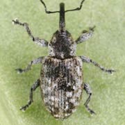 Smicronyx reichii (1.9–2.2 mm)