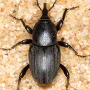 Sphenophorus striatopunctatus (6.5–9 mm)