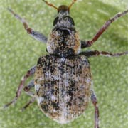 Stenopelmus rufinasus (1.8–2.4 mm)