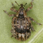 Stereonychus fraxini (3–3.2 mm)