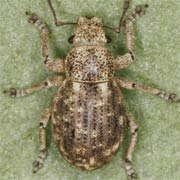 Strophosoma capitatum (3–5.2 mm)