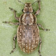 Strophosoma faber (5–6.5 mm)