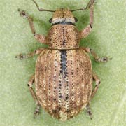 Strophosoma melanogrammum (4–5.5 mm)