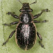 Strophosoma sus (3.4–4.5 mm)