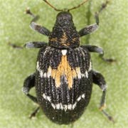 Tachyerges salicis (2.2–2.8 mm)