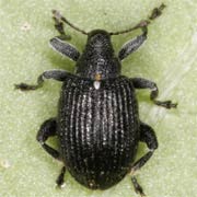 Tachyerges stigma (2.7–3 mm)