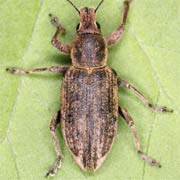 Tanymecus palliatus (8–12 mm)