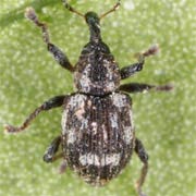 Tanysphyrus lemnae (1.5–2.3 mm)