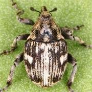 Thamiocolus signatus (2–2 mm)