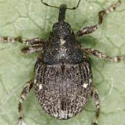 Thamiocolus viduatus (3–4.2 mm)