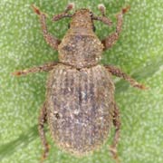 Trachyphloeus asperatus (2.5–3 mm)