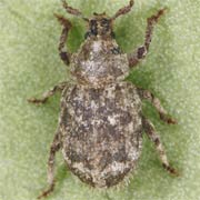 Trachyphloeus spinimanus (2–3 mm)