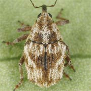 Trichosirocalus barnevillei (2.3–2.9 mm)