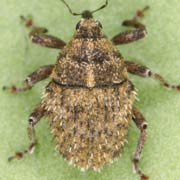 Trichosirocalus horridus (3.4–3.8 mm)