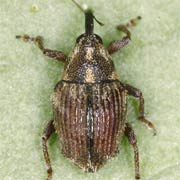 Trichosirocalus troglodytes (2.3–2.9 mm)