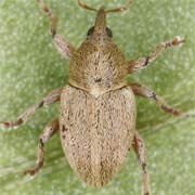 Tychius aureolus (2.5–2.7 mm)