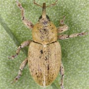 Tychius breviusculus (2–2.7 mm)