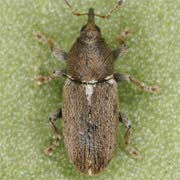 Tychius cuprifer (2–2.8 mm)