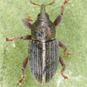 Tychius lineatulus (2.3–2.5 mm)