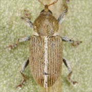 Tychius meliloti (2–2.5 mm)
