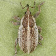 Tychius parallelus (3–3.8 mm)