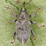 Tychius picirostris (2–2.3 mm)