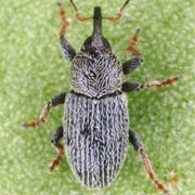 Tychius pusillus (1.3–2 mm)