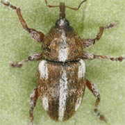 Tychius quinquepunctatus (2.8–3.8 mm)