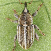 Tychius schneideri (2.5–2.7 mm)