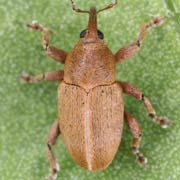 Tychius squamulatus (2.2–2.7 mm)