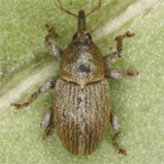 Tychius stephensi (2–2.5 mm)