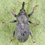 Tychius tibialis (2–3 mm)