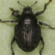 Zacladus geranii (2–3 mm)