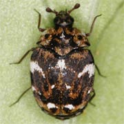 Anthrenus angustefasciatus (3–3.5 mm)