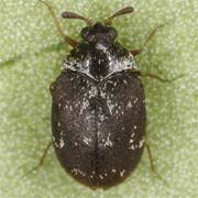 Anthrenus fuscus (2–3.4 mm)