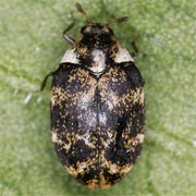 Anthrenus museorum (2–3 mm)