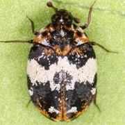 Anthrenus pimpinellae (2–4.5 mm)