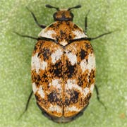 Anthrenus verbasci (1.8–3.2 mm)