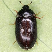 Attagenus pellio (3.5–6 mm)