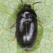 Attagenus schaefferi (2.5–5.5 mm)