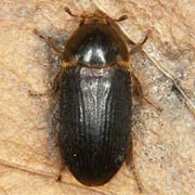 Dermestes bicolor (7–9 mm)