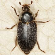 Dermestes frischii (6–10 mm)