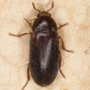 Dermestes haemorrhoidalis (6.5–9 mm)