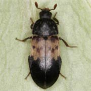 Dermestes lardarius (7–9.5 mm)