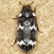Megatoma undata (4–6 mm)
