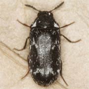 Megatoma undata (4–6 mm)